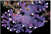 љубичаста Lace Stick Coral (Distichopora) фотографија