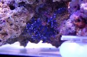 Spitzen-Stick Korallen blau
