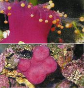 bándearg Corallimorph Liathróid (Anemone Liathróid Oráiste) (Pseudocorynactis caribbeorum) grianghraf