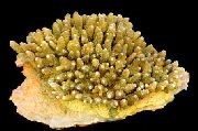 aquarium sea coral Acropora Acropora yellow