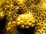 žlutý Bílá Inkrustací Zoanthid (Karibské Moře Mat) (Palythoa caribaeorum) fotografie