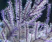 љубичаста Purple Whip Gorgonian (Pseudopterogorgia) фотографија
