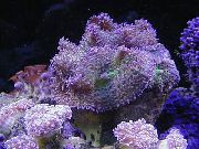 Rhodactis purpurs
