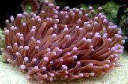 Groß Tentacled Platte Koralle (Anemone Pilzkoralle) braun