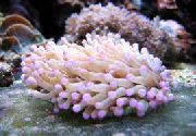 roze Grote Tentacled Plaatkoraal (Anemoon Paddestoel Koraal) (Heliofungia actiniformes) foto