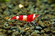 červená Red Crystal Krevety (Caridina sp. Crystal Red) fotografie