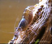rudas Mažoji Krevetės (Caridina Babaulti sp. Malaya) nuotrauka