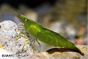 žalias Žalia Krevetės (Caridina cf.babaulti Green) nuotrauka