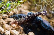 černá Matano Tygří Krevety, Šest Pruhovaný Blue Bee (Caridina holthuisi) fotografie