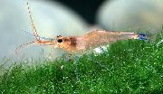 ყავისფერი ლურჯი ფეხი Poso Shrimp (Caridina caerulea) ფოტო