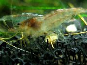 Dwarf Aquarium Shrimp браон