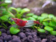 црвен Rili Shrimp (Neocaridina heteropoda sp. Rili) фотографија