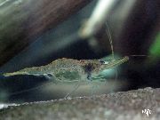 šedá Guinea Roj Krevety (Desmocaris trispinosa) fotografie