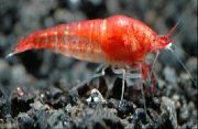 红 夏威夷红虾，opae乌拉，夏威夷火山虾 (Halocaridina rubra) 照片