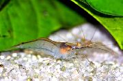 liath Buí Shrimp Srón (Xiphocaris elongata) grianghraf