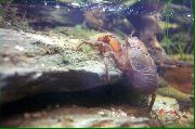 браон Cockroach Crayfish (Aegla platensis) фотографија