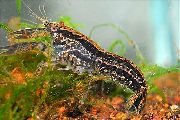 黑 侏儒螯虾属Texanus (Cambarellus texanus) 照片