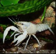 白 红色沼泽小龙虾 (Procambarus clarkii) 照片