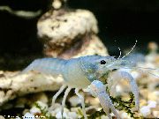 blå Procambarus Cubensis  foto