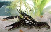 črna Črno Lisasto Raki (Procambarus enoplosternum) fotografija