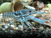 შავი Mottled Crayfish ლურჯი