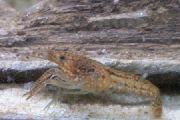 bruin Marmeren Rivierkreeft (Procambarus sp. marble crayfish) foto
