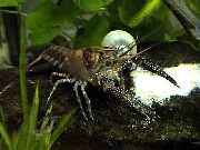 pruun Procambarus Spiculifer  foto