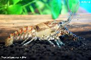 rjava Procambarus Spiculifer  fotografija