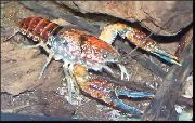 червен Procambarus Toltecae  снимка