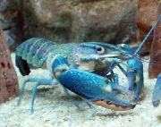 плава Red Claw Cray (Blue Lobster) (Cherax quadricarinatus) фотографија