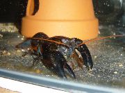 aquarium freshwater crustacean Black Lobster Cherax preissii black