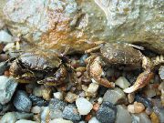 браон Mud Crab (Rhithropanopeus harrisii) фотографија