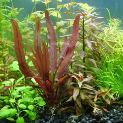 Akvariumas augalai