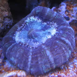 corais do mar