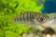 aquarium fish Hump-backed Limia Poecilia nigrofasciata, Limia nigrofasciata striped