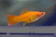 aquarium fish Swordtail Xiphophorus helleri yellow