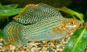 Στίγματα ψάρι Sailfin Molly (Poecilia velifera) φωτογραφία