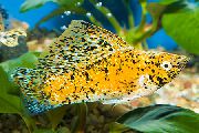 aquarium fish Sailfin Molly Poecilia velifera yellow