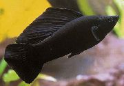 Чорний Риба Моллінезія Вітрильна (Пецілія Високоплавнічних, Пецілія Флаговая) (Poecilia velifera) фото