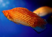 Κόκκινος ψάρι Sailfin Molly (Poecilia velifera) φωτογραφία