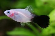 Пецілія Багатобарвна (Пецілія Мінлива, Платіпецілія Багатобарвна) Білий Риба