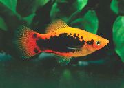 Пецілія Багатобарвна (Пецілія Мінлива, Платіпецілія Багатобарвна) Строкатий Риба