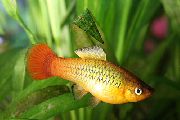 Пецілія Багатобарвна (Пецілія Мінлива, Платіпецілія Багатобарвна) Золотистий Риба