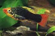შავი თევზი Papageienplaty (Xiphophorus variatus) ფოტო