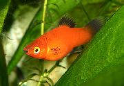 aquarium fish Papageienplaty Xiphophorus variatus red