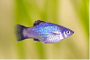 Xiphophorus Maculatus Silber Fisch