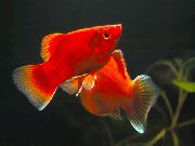Xiphophorus Maculatus rdeča Ribe
