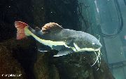 წითელი Tailed ლოქო ჭრელი თევზი