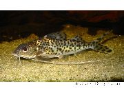 Manchado Peixe Pictus Catfish (Pimelodus pictus) foto