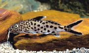 aquarium fish Cuckoo Synodontis Synodontis multipunctatus spotted